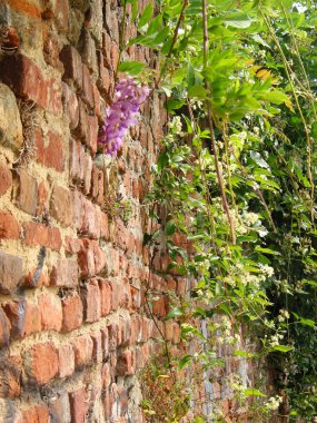 pianta di glicine cresce su un vecchio muro di mattoni