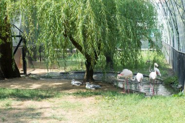 Pembe flamingolar ve doğada büyük martılar rezerv, Hayvanat Bahçesi sakinleri, kuş hayat tutsak