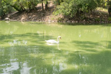 Beyaz Kuğu masmavi bir su, bir şehir parkı, doğa rezerv Askania Nova Ukrayna'da bir su birikintisi üzerinde yüzen