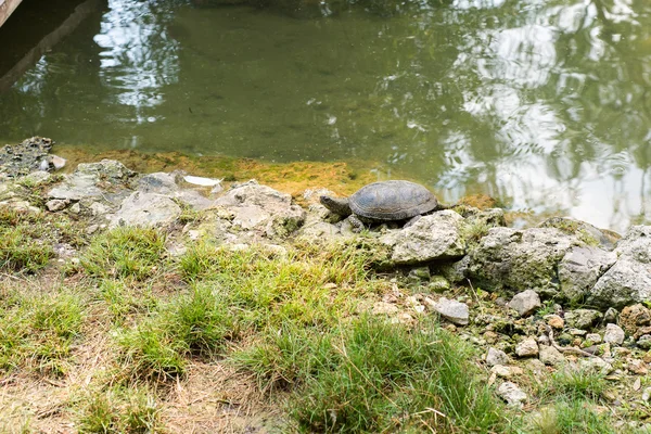 A tartaruga sai da lagoa, uma tartaruga em uma rocha no zoológico, vida de réptil no zoológico — Fotografia de Stock