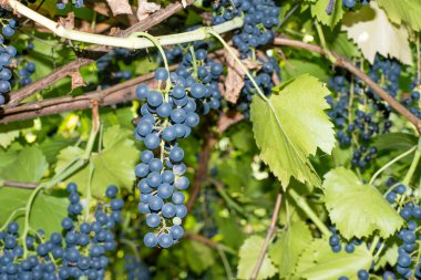 Sonbahar harvest yılında gün batımında üzüm bağları. Olgun üzüm sonbaharda. Sulu, olgun ve bitki örtüsü içinde üzüm demet. Üzümler vaktinden önce hasat. Bakım, budama, zararlıları ve hastalıkları üzüm. İpuçları şarap üreticileri.