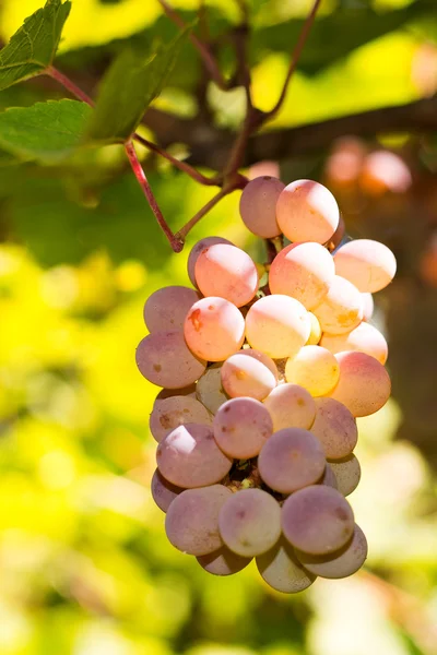 Sonbahar harvest yılında gün batımında üzüm bağları. Olgun üzüm sonbaharda. Sulu, olgun ve bitki örtüsü içinde üzüm demet. Üzümler vaktinden önce hasat. Bakım, budama, zararlıları ve hastalıkları üzüm. İpuçları şarap üreticileri.