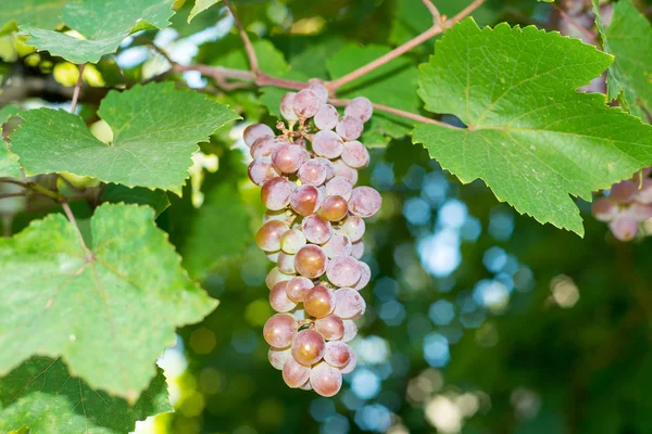 Vineyards at sunset in autumn harvest. Ripe grapes in fall. Juicy, ripe bunch of grapes in the foliage. Grape harvest. Care, pruning, pests and diseases of grapes. Tips winemakers. — Stock Photo, Image