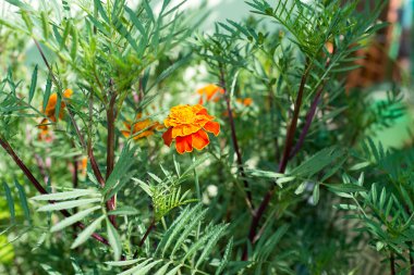 Yeşil çim arka plan, Chernobrivtsev çiçek Bahçe, çiçek yatak dekorasyon, floristik taze çiçekler
