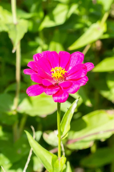 Kırmızı çiçek açan çiçeğe bakın yakın kadar çiçek yatak, tasarımını floristik — Stok fotoğraf