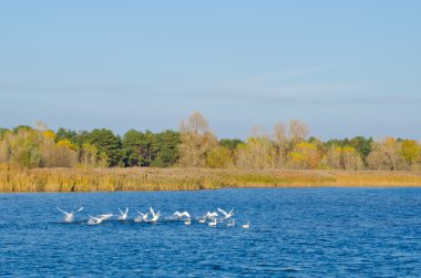 Bir sürü vahşi kuğu yüzen nehir, sonbahar manzara, yaban hayatı, av sezonu