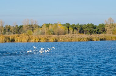 Bir sürü vahşi kuğu yüzen nehir, sonbahar manzara, yaban hayatı, av sezonu