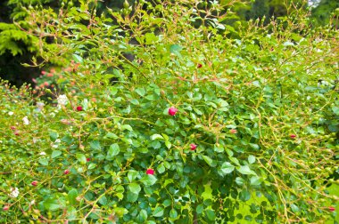 güneşli gökyüzü arka plan üzerinde kırmızı gül. Botanik Bahçesi içinde çalı gül,