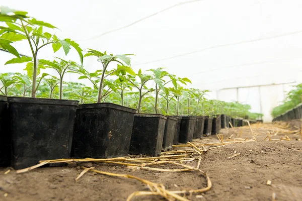 Φυτά τομάτας και αγγουριών κηπευτικών θερμοκηπιακές καλλιέργειες. Ντομάτα σπορόφυτο πρίν φυτεύετε στο χώμα, φυτά θερμοκηπίου, στάγδην άρδευσης, θερμοκηπιακή καλλιέργεια ντομάτας στη γεωργία — Φωτογραφία Αρχείου