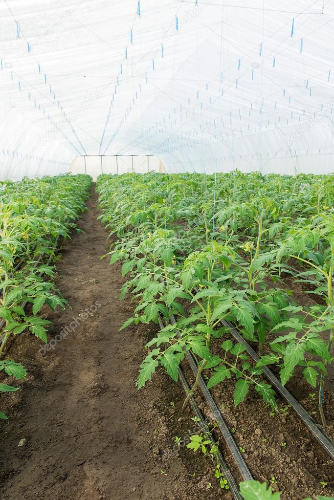 Tomato plants and cucumber plants  in vegetable greenhouses. Tomato seedling before planting into the soil, greenhouse plants, drip irrigation, greenhouse cultivation of tomatoes in agriculture