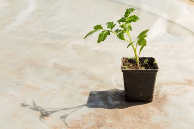 Domates bitki ve salatalık bitkiler bitkisel seralarda. Domates fide dikim toprak, sera bitkiler, damla sulama, önce domates tarım sera ekimi