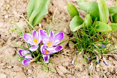 Bahar çiçekleri. Mor çiçek açan çiğdemler dağlarda. Glade campanula'lar. Güneş peyzaj. Karpatlar, Ukrayna, Avrupa. Bumblebee pollinating Mor çiçek çiğdem