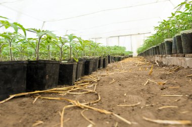 Domates fide dikim toprak, sera bitkiler, damla sulama, önce sera Tarım Domates tarımı, çalışkan çiftçi eller