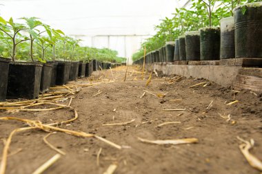 Domates fide dikim toprak, sera bitkiler, damla sulama, önce sera Tarım Domates tarımı, çalışkan çiftçi eller
