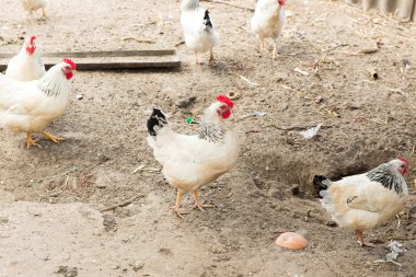 Stick kümese tavuk. Köyde tavuk coop. Kümes hayvanları yard