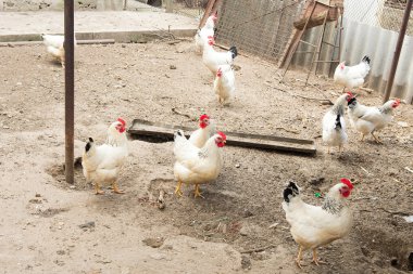 Stick kümese tavuk. Köyde tavuk coop. Kümes hayvanları yard