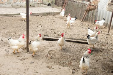 Stick kümese tavuk. Köyde tavuk coop. Kümes hayvanları yard