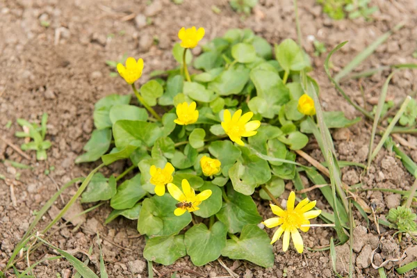 Las abejas polinizan la flor amarilla de primavera. Primaveras en el jardín. flor de primavera amarilla celidonia menor Ranunculus ficaria — Foto de Stock