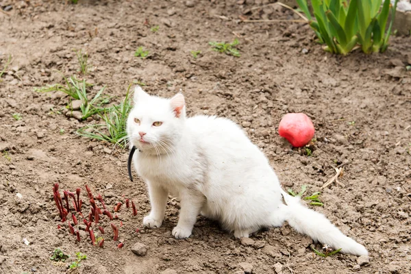 Playing cat. White cat playing with a ball in the garden, flea collars