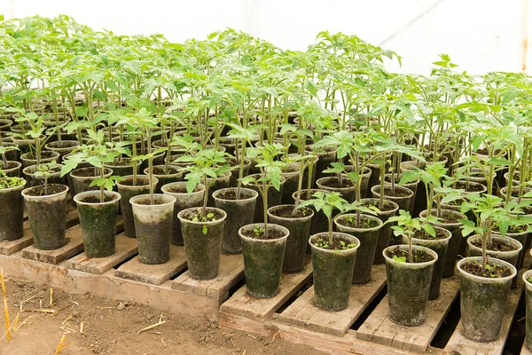 Semis de tomates avant de planter dans le sol, plantes de serre, irrigation goutte à goutte, culture de tomates en serre en agriculture, mains travailleuses des agriculteurs — Photo