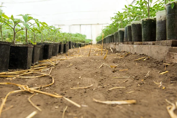 Ντομάτα σπορόφυτο πρίν φυτεύετε στο χώμα, φυτά θερμοκηπίου, στάγδην άρδευσης, τα χέρια σκληρά εργαζόμενο αγρότη θερμοκηπιακή καλλιέργεια ντομάτας στη γεωργία, — Φωτογραφία Αρχείου