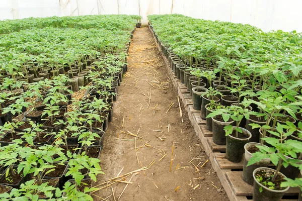 Tomato seedling before planting into the soil, greenhouse plants, drip irrigation, greenhouse cultivation of tomatoes in agriculture, hard-working farmer hands