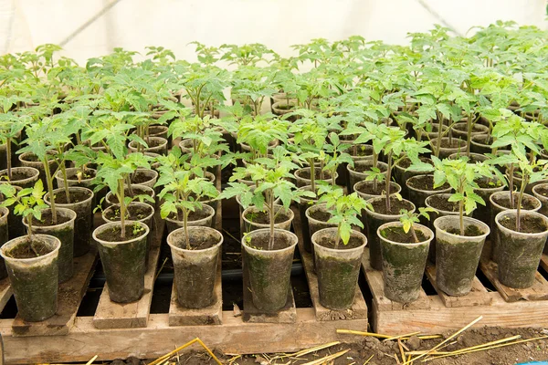 Plántulas de tomate antes de plantar en el suelo, plantas de invernadero, riego por goteo, cultivo de invernadero de tomates en la agricultura, manos de agricultores que trabajan duro — Foto de Stock