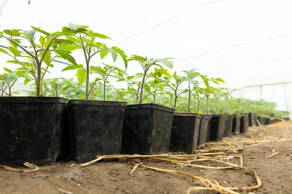 Ντομάτα σπορόφυτο πρίν φυτεύετε στο χώμα, φυτά θερμοκηπίου, στάγδην άρδευσης, τα χέρια σκληρά εργαζόμενο αγρότη θερμοκηπιακή καλλιέργεια ντομάτας στη γεωργία, — Φωτογραφία Αρχείου