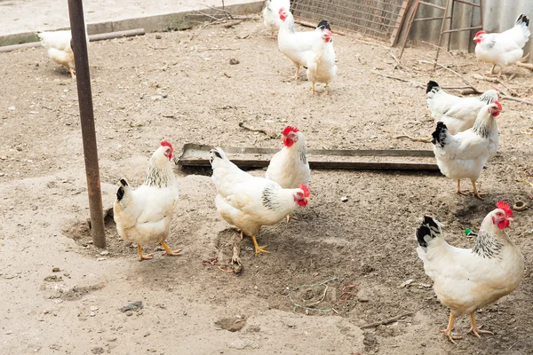 Polli in pollaio su bastone. Coop con polli nel villaggio. Pollo da cortile — Foto Stock