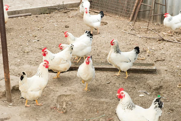 Hühner im Hühnerstall am Stock. Stall mit Hühnern im Dorf. Geflügelhof — Stockfoto
