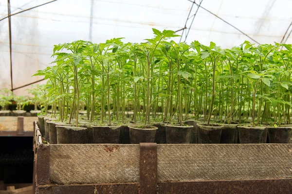 Φυτά τομάτας και αγγουριών κηπευτικών θερμοκηπιακές καλλιέργειες. Ντομάτα σπορόφυτο πρίν φυτεύετε στο χώμα, φυτά θερμοκηπίου, στάγδην άρδευσης, θερμοκηπιακή καλλιέργεια ντομάτας στη γεωργία — Φωτογραφία Αρχείου