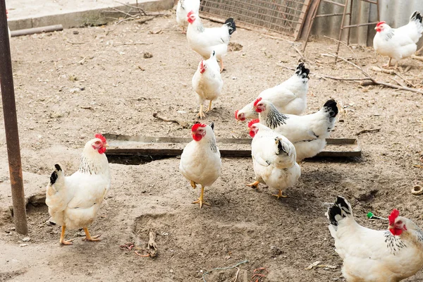 Kurczaki w kurniku na kij. Współpracy z kurcząt w miejscowości. Drób stoczni — Zdjęcie stockowe