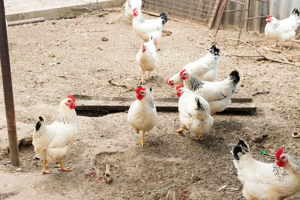 Stick kümese tavuk. Köyde tavuk coop. Kümes hayvanları yard