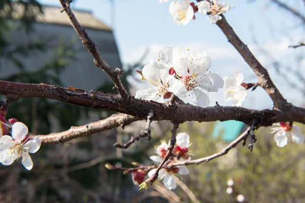 Ciliegia fiorita in primavera, profumo di albicocca fiorita . — Foto Stock