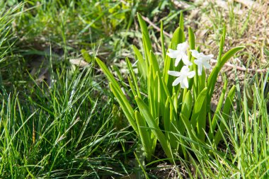 Çiçekli Beyaz, pembe ve mavi sümbül bahar bahçe, campanula'lar, bahar çiçekleri, soğanlı çiçekler çiçek kokusu