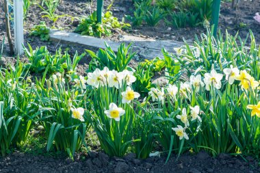 Bahar, bahar çiçek, çiçek, campanula'lar çiçek açan sarı nergis çiçek çiçek yatak