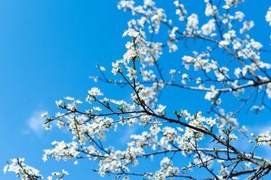Yolda blooms bir kiraz ağacı çiçek. Baharda çiçek açması kayısı kokusu kiraz çiçeklenme.
