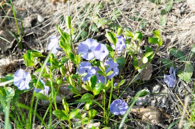 Deniz salyangozu ve papatya çiçek dekorasyon üzerine beyaz izole. Bahar bahçe çiçekli Cezayir menekşesi.