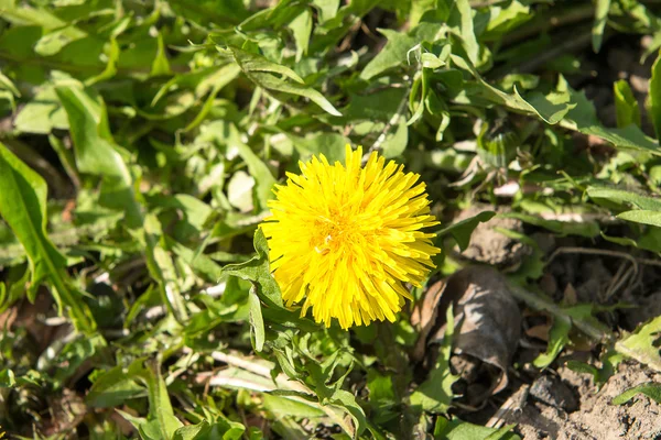 Flores brillantes dientes de león sobre el fondo de prados verdes . —  Fotos de Stock