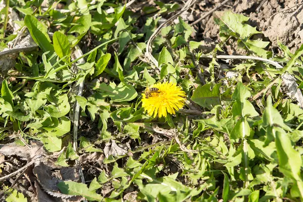 Flores brillantes dientes de león sobre el fondo de prados verdes . — Foto de Stock