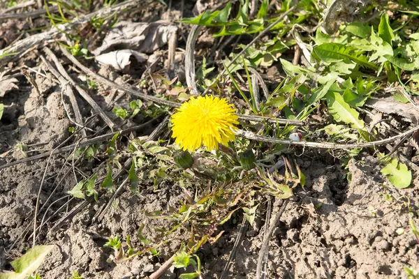 Flores brillantes dientes de león sobre el fondo de prados verdes . — Foto de Stock