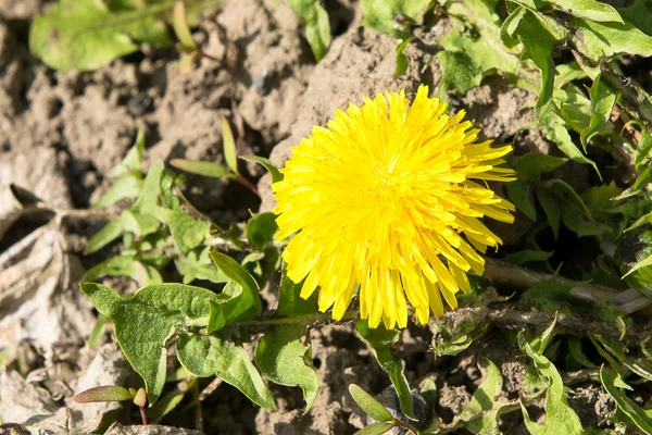 Os dentes-de-leão no prado. Flores brilhantes dentes de leão no fundo de prados verdes . — Fotografia de Stock
