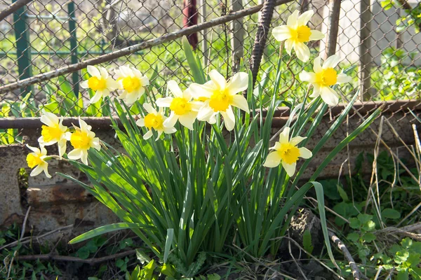 Cama de flores con flores de narciso amarillo que florecen en la primavera, flores de primavera, flores, prímulas —  Fotos de Stock