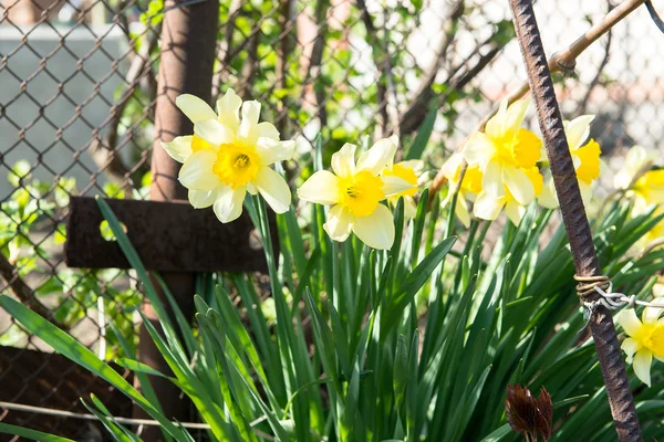 Cama de flores com flores amarelas narciso florescendo na primavera, flores da primavera, floral, prímulas — Fotografia de Stock