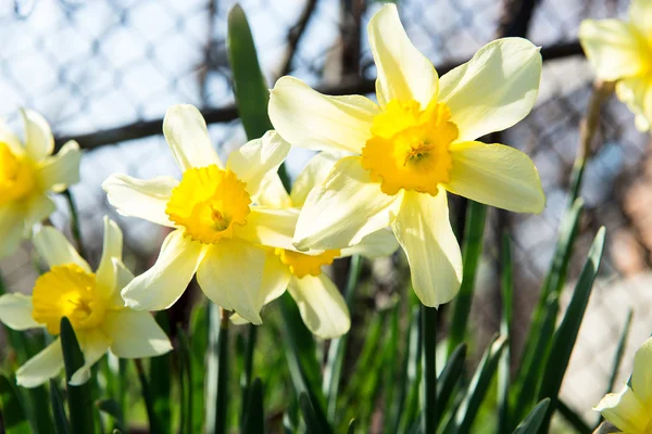 Bloem bed met gele narcissen bloemen bloeien in de lente, lente bloemen, bloemen, Primula — Stockfoto