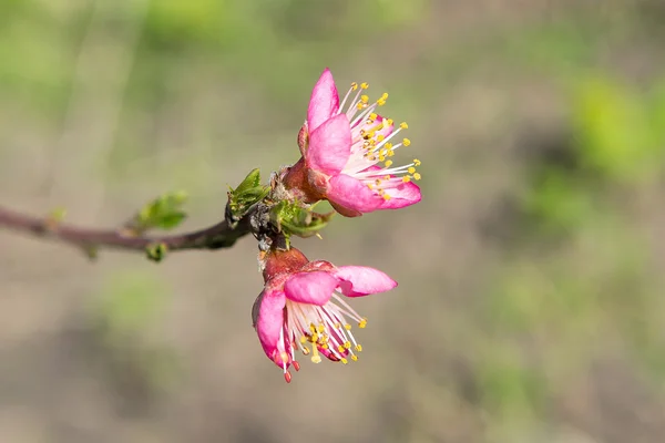 The flower of a cherry tree which blooms on the way. Flowering cherry in the spring, the scent of blossoming apricot. — Stock Photo, Image