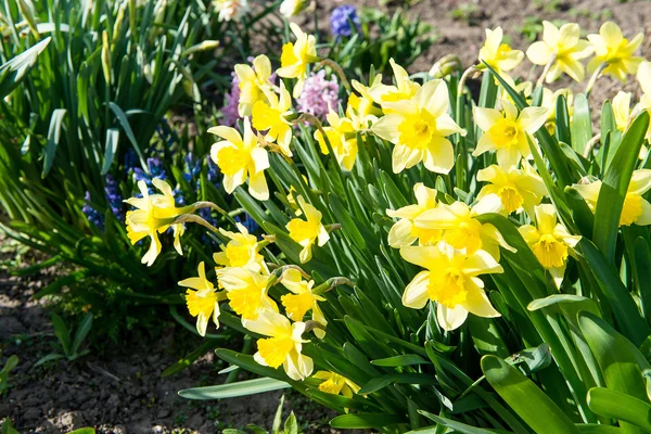 Cama de flores com flores amarelas narciso florescendo na primavera, flores da primavera, floral, prímulas — Fotografia de Stock