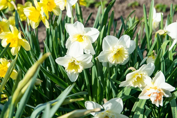 Cama de flores com flores amarelas narciso florescendo na primavera, flores da primavera, floral, prímulas — Fotografia de Stock