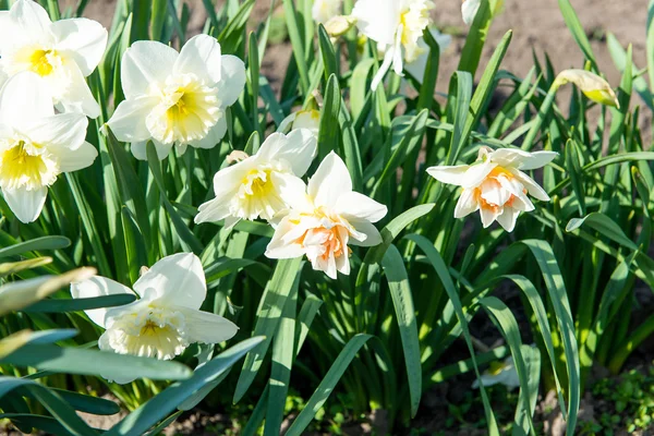 Bahar, bahar çiçek, çiçek, campanula'lar çiçek açan sarı nergis çiçek çiçek yatak