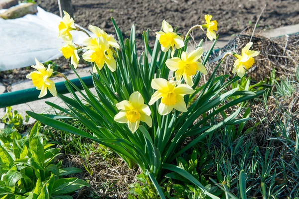 Bloem bed met gele narcissen bloemen bloeien in de lente, lente bloemen, bloemen, Primula — Stockfoto